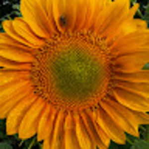 Meet your Posher, Tasha